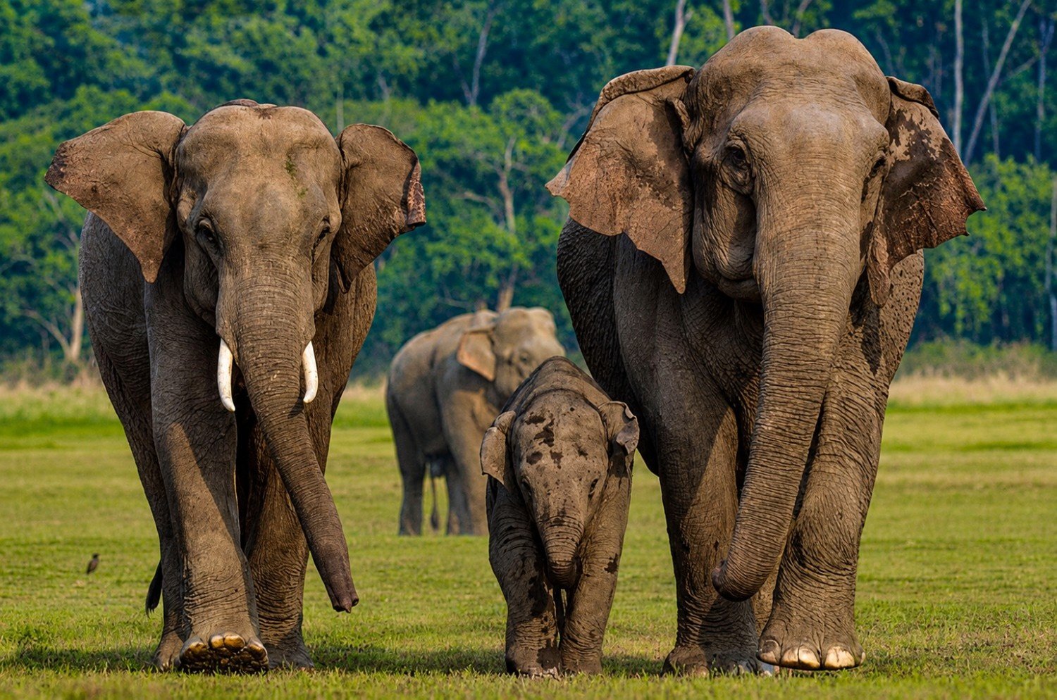 Elephant Safari View