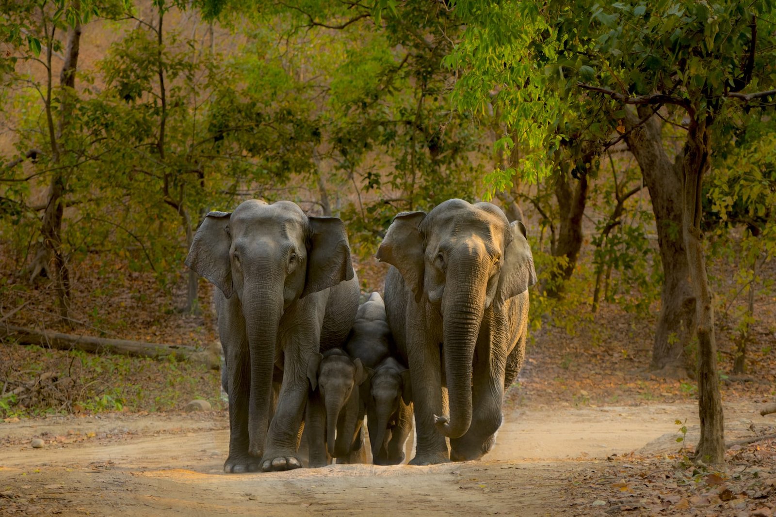 Traditional Mahout in Forest