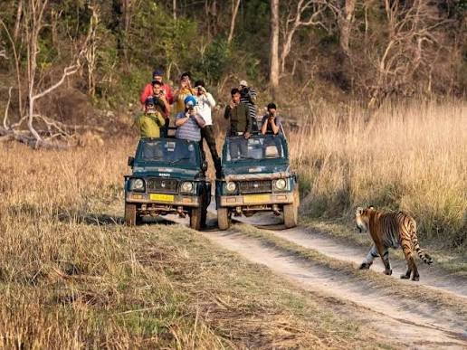 Tiger Tracking