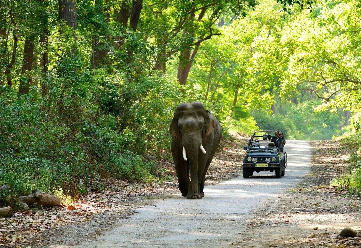 Jim Corbett National Park jungle safari